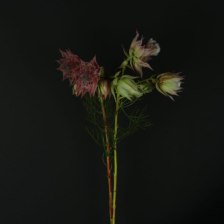 Каапс Blushing Bride